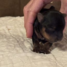 Puppy 1 - Black and tan male Yorkshire Terrier puppy in Elizabeth, Indiana from Dwayne’s Yorkshire Terriers