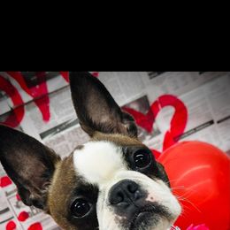 Peaches - Boston Terrier