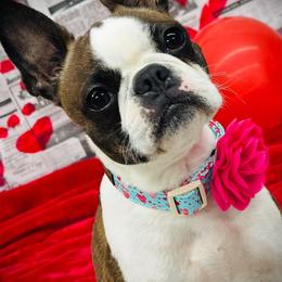 Peaches - Boston Terrier