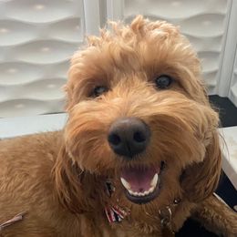 Rosie - Goldendoodle