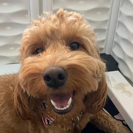 Rosie - Goldendoodle
