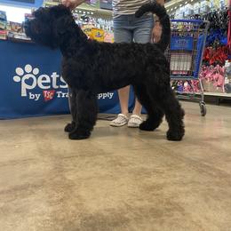 Reinar - Black male Black Russian Terrier puppy in Oklahoma from Ter’Avalon Kennel