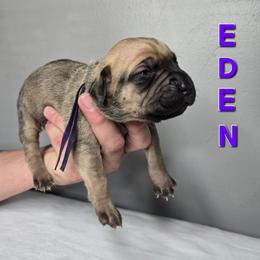 Eden - Fawn female Cane Corso puppy in Elkhart, Indiana from Martins Almighty Cane Corsos