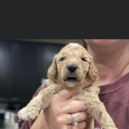 Goldendoodle Puppies from Sheffield Doodles