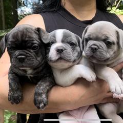 French Bulldog Puppies from Franceschi French Bulldogs