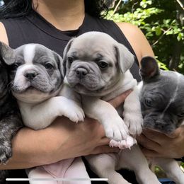 French Bulldog Puppies from Franceschi French Bulldogs