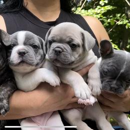 French Bulldog Puppies from Franceschi French Bulldogs