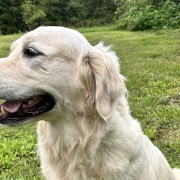 Jade - Golden Retriever