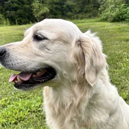 Jade - Golden Retriever