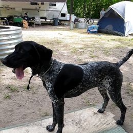 Journey - German Shorthaired Pointer