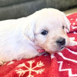 Bonneville - Light golden female Golden Retriever puppy in Watkins, Colorado from Brightside Goldens