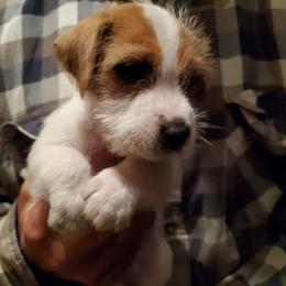 Boy2 - Tan and white male Jack Russell Terrier puppy in California from Kimberlite