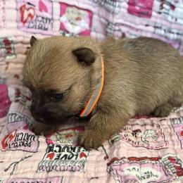 Cupid - Wheaten male Cairn Terrier puppy in Lipan, Texas from Flyin G Cairns