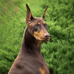 Doberman Pinschers from Cinematic Dobermans