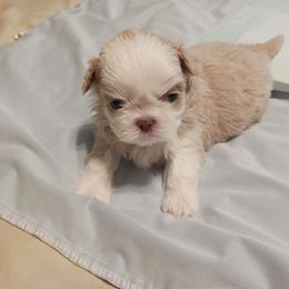 Shih Tzu Puppies from P&B Tzu Tribe