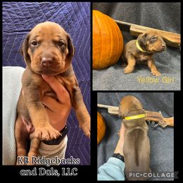 Yellow Girl - Wheaten brn nose female Rhodesian Ridgeback puppy in Colome, South Dakota from KB Ridgebacks and Dals, LLC