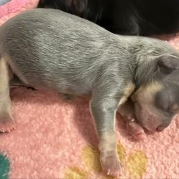 Chihuahua puppies from Pensacola Chi Garden
