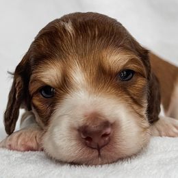 Reef - Piebald male Dachshund puppy in Winamac, Indiana from WZ Kennels