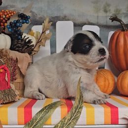 Black Eyed Susan - Blue speckled female Australian Cattle Dog puppy in China Grove, North Carolina from Indigojos Australian Cattle Dogs