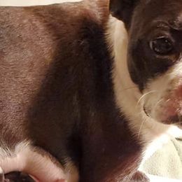 Boston Terriers and Boxers from Crystal's Puppies