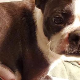 Boston Terriers and Boxers from Crystal's Puppies