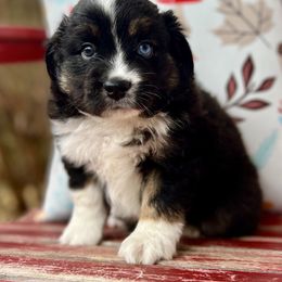 Ember Btm 1 - Black Miniature Australian Shepherd puppy in Buchanan, Georgia from Stanleyville Farm Mini Aussies