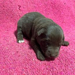 Fiona - Red & white female Australian Shepherd puppy in Whitwell, Tennessee from Owl Hollow Farm
