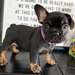 Scarlet from OFA'd parents - Black and tan female French Bulldog puppy in Billings, Montana from Montana Made Frenchies