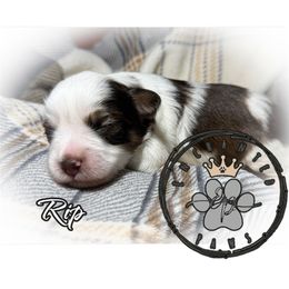 Rip - Parti male Miniature Schnauzer puppy in Dorr, Michigan from Enchanted Paws