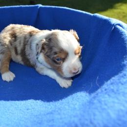 Rocky - Red merle male Toy Australian Shepherd puppy in Forney, Texas from Texas Talent Toy Aussie's and Labs