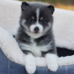 Candy Toy size Blue tri - Blue female Pomsky puppy in Frazeysburg, Ohio from Mountain High Kennels