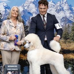 Poodles from Semper Poodelis