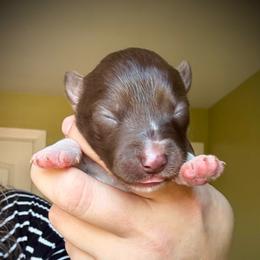 Seedling - Red and white female Siberian Husky puppy in Florence, Kentucky from Moonlight Howl Huskies