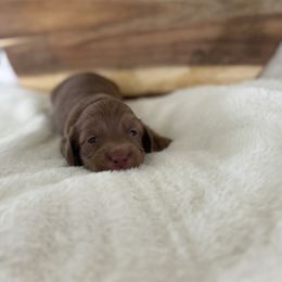 Scout - Chocolate male Dachshund puppy in Newport, Tennessee from Justice Doxies