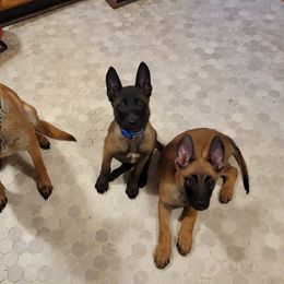 Belgian Malinois Puppies from S & S Kennel