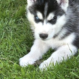 Siberian Husky Puppies from Valerie Schmaltz