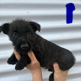 Cody - Black brindle male Scottish Terrier puppy in Chattanooga, Tennessee from Oodles of Cuties!