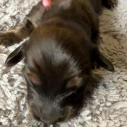 Girl 1 - Black and tan female Dachshund puppy in Eureka, California from Seaside Doxies
