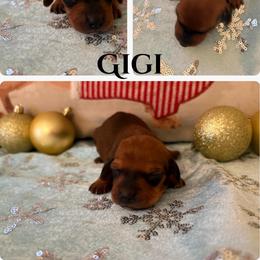 Gigi - Sable female Dachshund puppy in Saint Paul, Minnesota from Vibrant Eyes Doxies