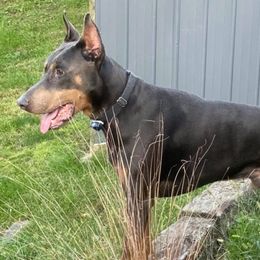 Cane Corso and Doberman Pinschers from Ward's Dobermans and Corsos