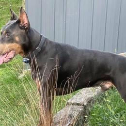 Cane Corso and Doberman Pinschers from Ward's Dobermans and Corsos