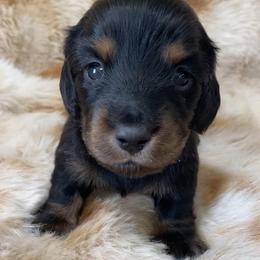 Black and Tan-Jack - Black and tan male Dachshund puppy in Great Bend, Pennsylvania from Dashing Doxies