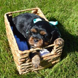 Chase - Black and tan male Cavalier King Charles Spaniel puppy in Resaca, Georgia from Freeman's Royal Cavaliers