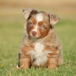 Australian Shepherd, Miniature Australian Shepherd, and Toy Australian Shepherd Puppies from Southern Edition Aussies