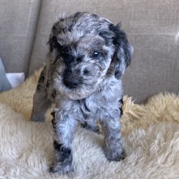 Peaches - Merle female Labradoodle puppy in Anaconda, Montana from Daisy's Labradoodles