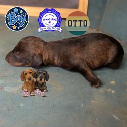 Otto - Wild boar male Dachshund puppy in Livingston, Kentucky from Illyria Dox & GSD