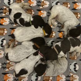 Girl 3 - Wirehaired Pointing Griffon puppy in China Spring, Texas from Greenwood Sporting Dogs (AKC Breeders of Merit)