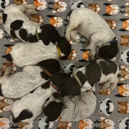 Girl 3 - Wirehaired Pointing Griffon puppy in China Spring, Texas from Greenwood Sporting Dogs (AKC Breeders of Merit)