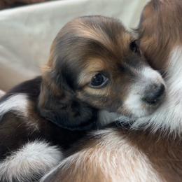 Ollie - Piebald male Dachshund puppy in Marseilles, Illinois from Zacha’s Doxie House