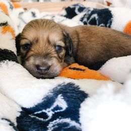 Dachshund Puppies from Mill Creek Dachshunds